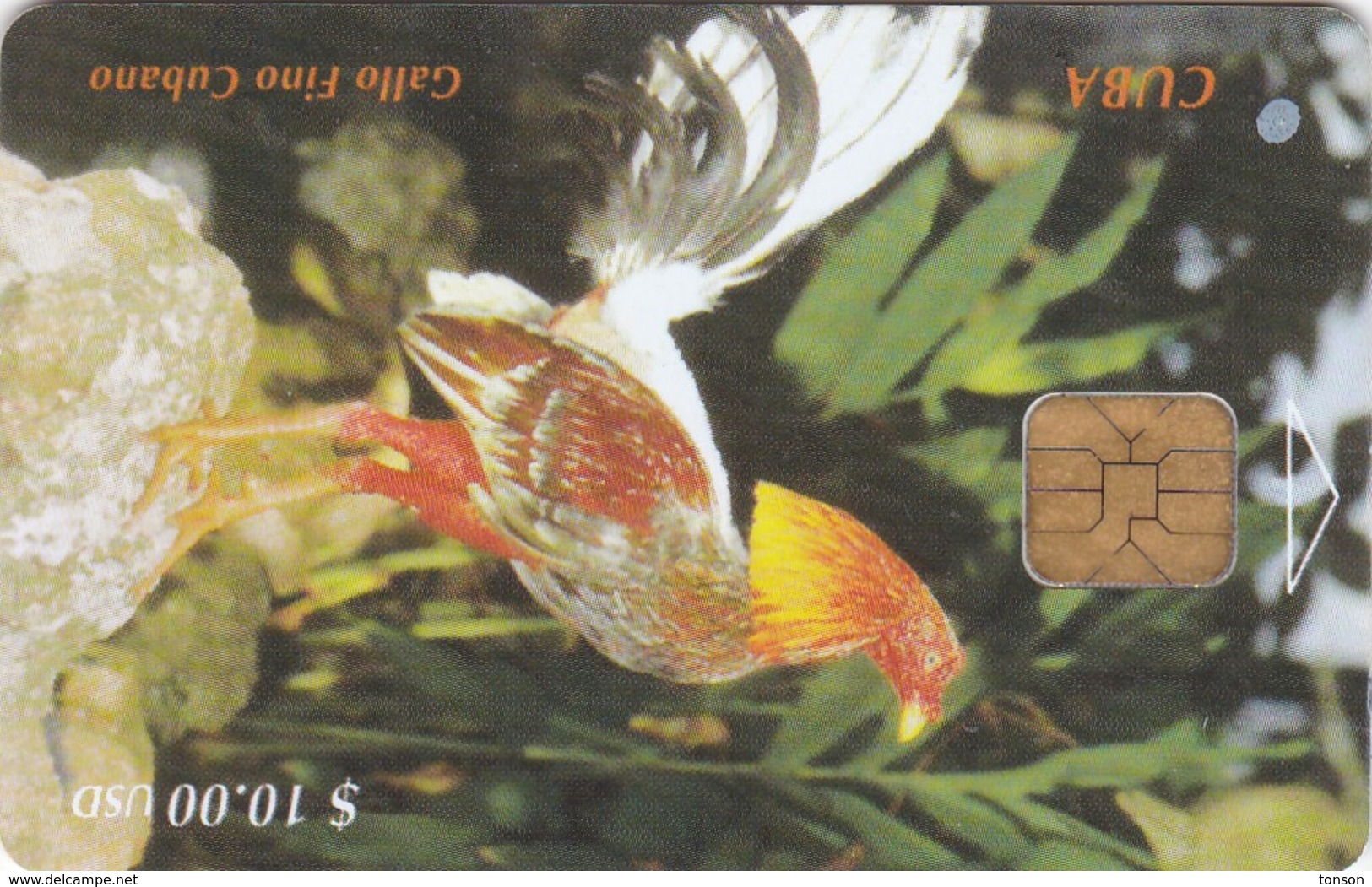 Cuba, CUB-009, Pure Bred Fighting Cock (Gallo Fino Cubano), 2 Scans - Cuba