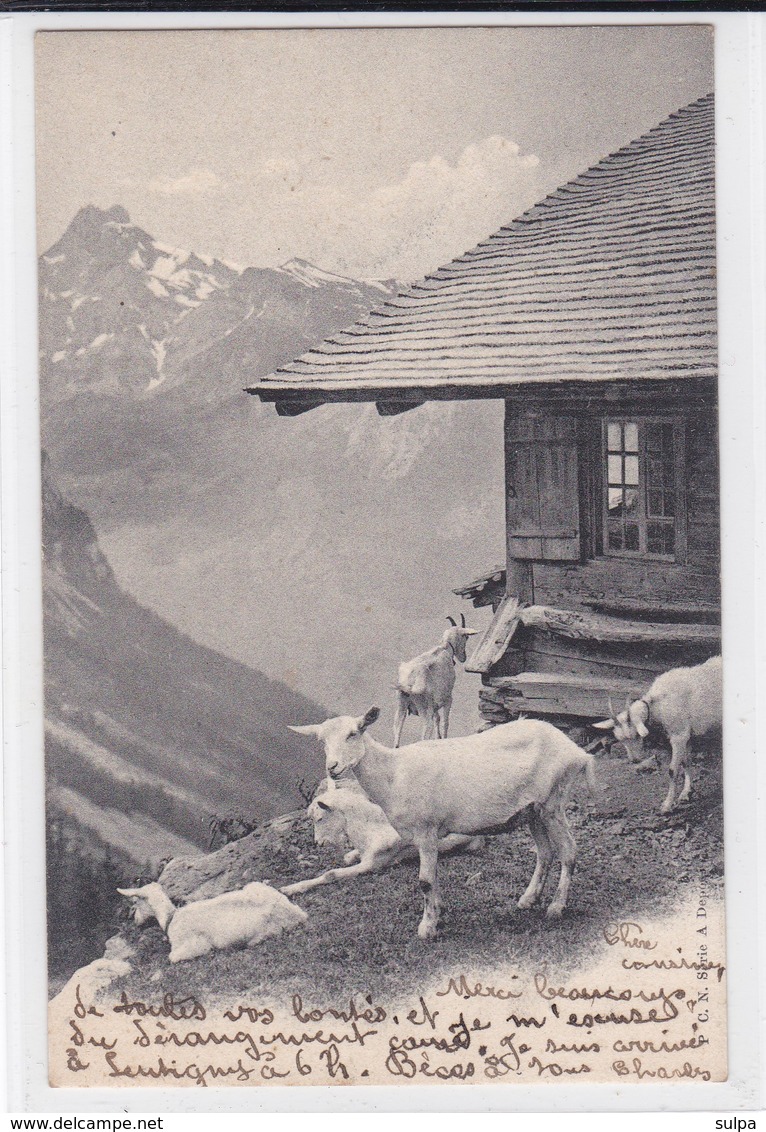 Chèvres à L'alpage. Ziege. Goats . C. P. N. Série A. - Veeteelt