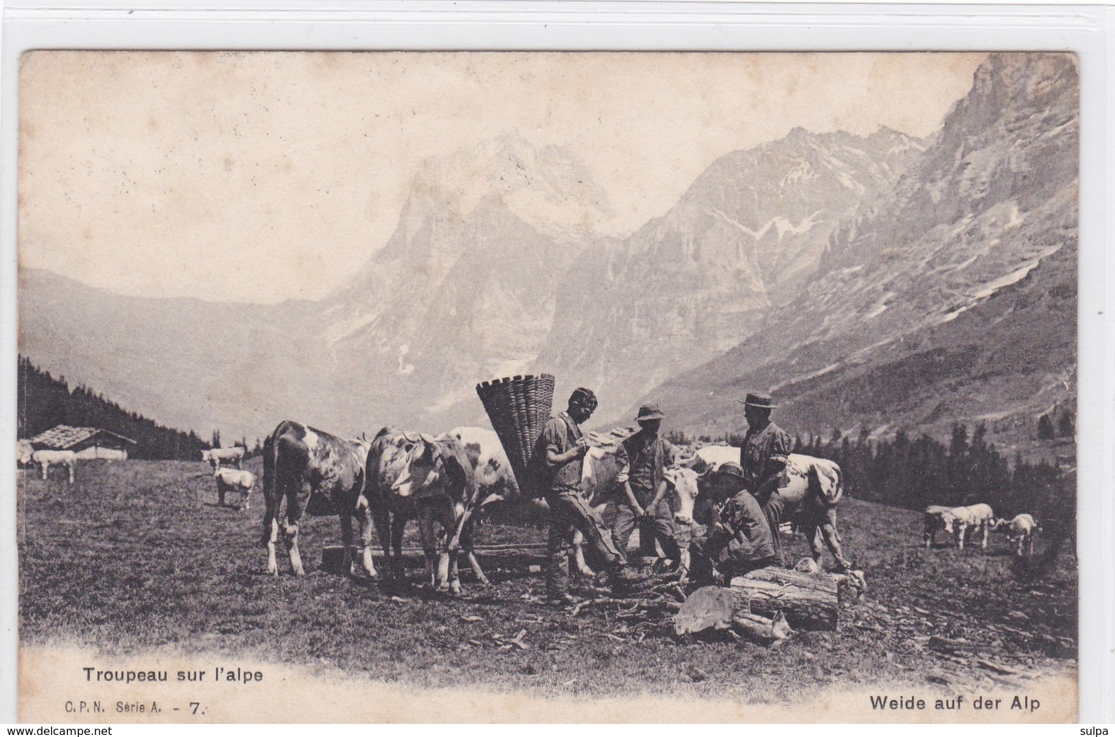 Troupeau Sur L'alpe. Weide Auf Der Alp. C. P. N. Série A. 7 - Elevage