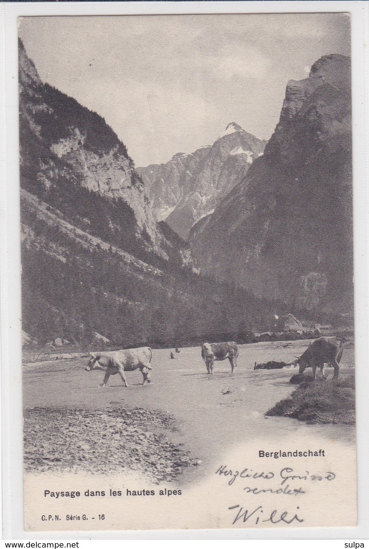 Paysage Dans Les Hautes Alpes. Berglandschaft. Vaches / Kühe / Caws C. P. N. Série G. 16 - Elevage