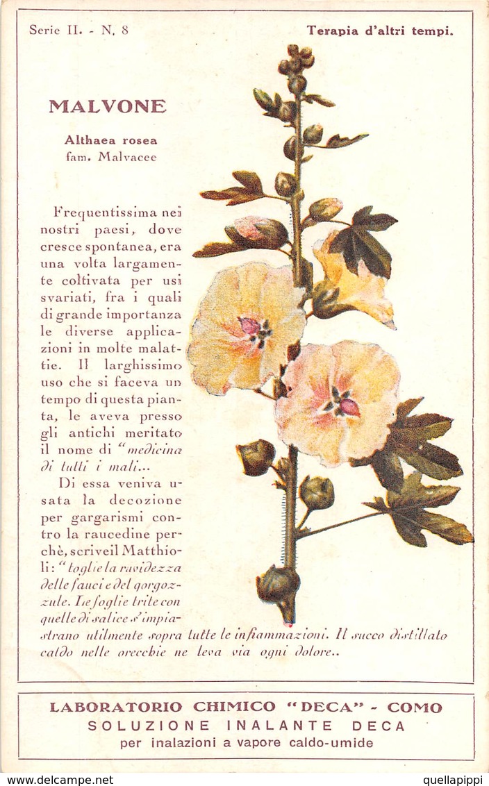 08771 "COMO - LABORATORIO CHIMICO DECA - MALVONE - ALTHEA ROSEA - PIANTA MEDICINALE"  CART NON SPED - Piante Medicinali