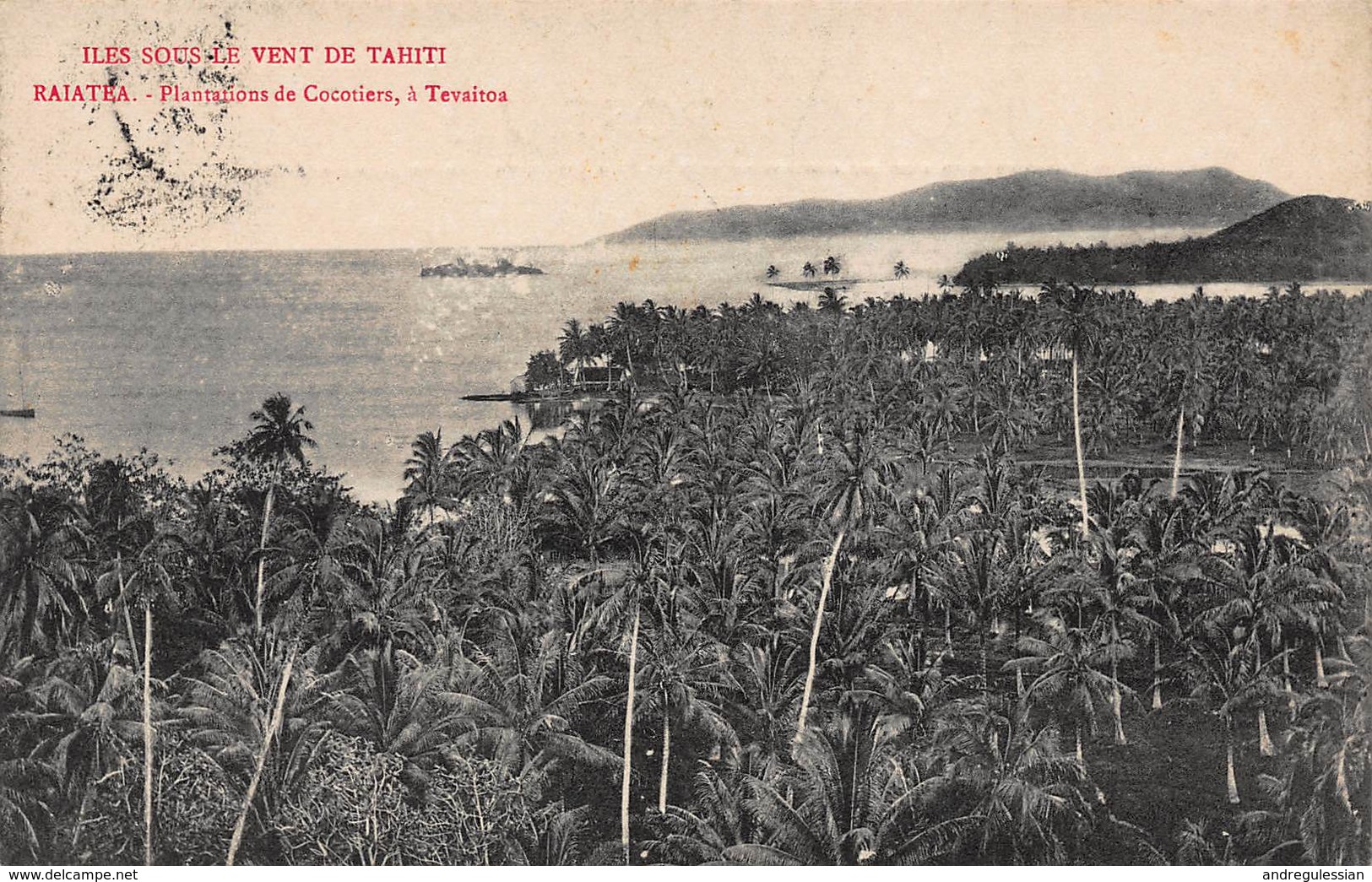 CPA ILES SOUS LE VENT DE TAHITI - RAIATEA - Plantations De Cocotiers, à Tevaitoa - Polynésie Française