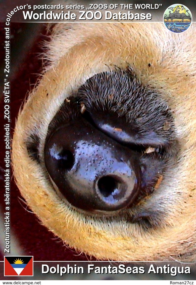 022 Antigua Dolphin Discovery († 2004), AG - Southern Two-toed Sloth (Choloepus Didactylus) - Antigua Y Barbuda