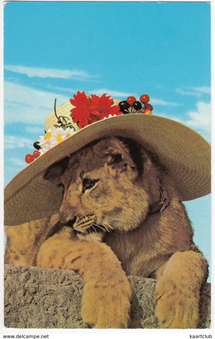 LION: 'Lyons Tours Are Fun!' - LIONESS, Strawhat - (Dennis Postcard) - Leeuwen