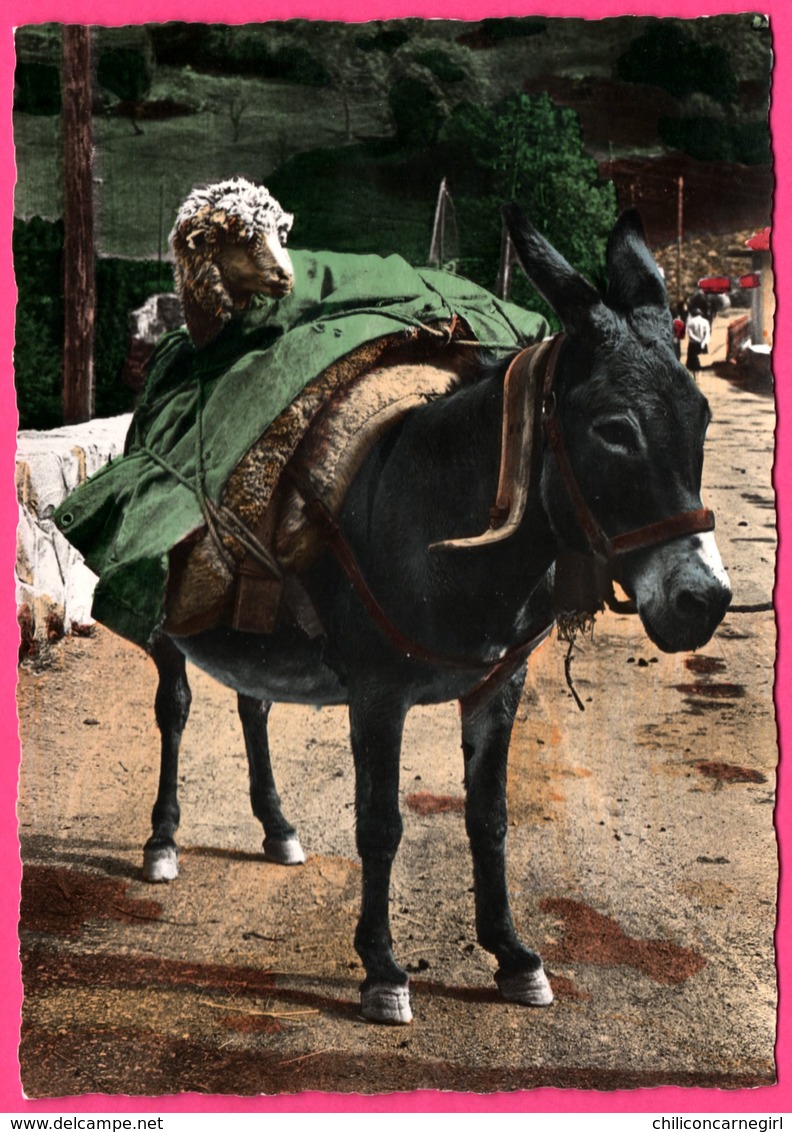 Cp Dentelée - Scène Alpestre - La Transhumance - Ane - Mouton - Animée - Edit. PHOTOGUY - Burros