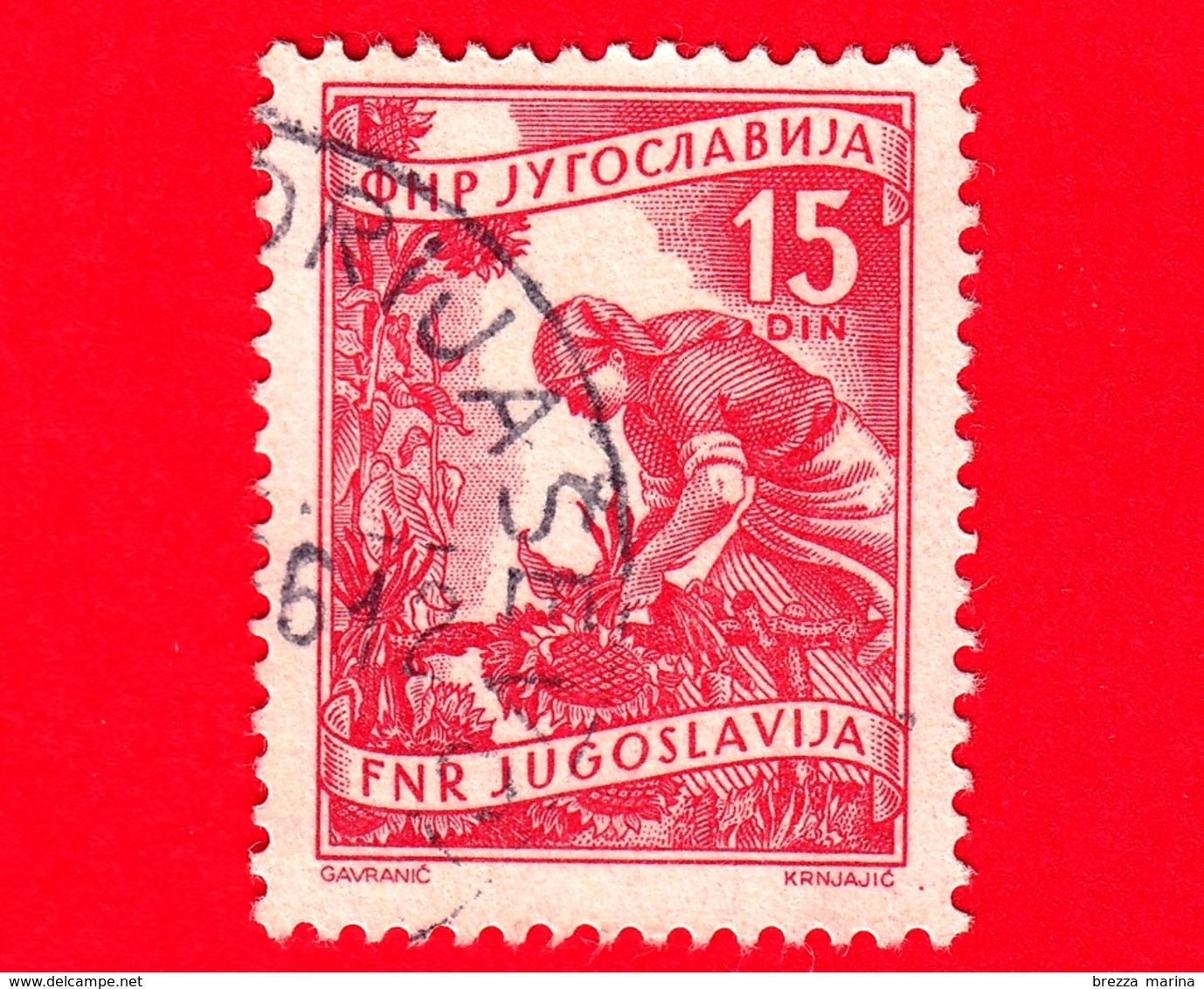 JUGOSLAVIA - Usato - 1952 - Mestieri - Raccolta Dei Frutti - Fruits  - 15 - Usati