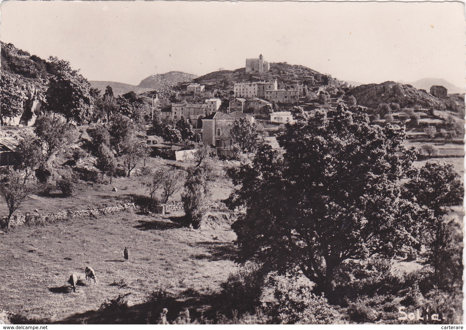 83,VAR,COMPS SUR ARTUBY,CARTE PHOTO SOLIA DE TOULON,VACHE - Comps-sur-Artuby