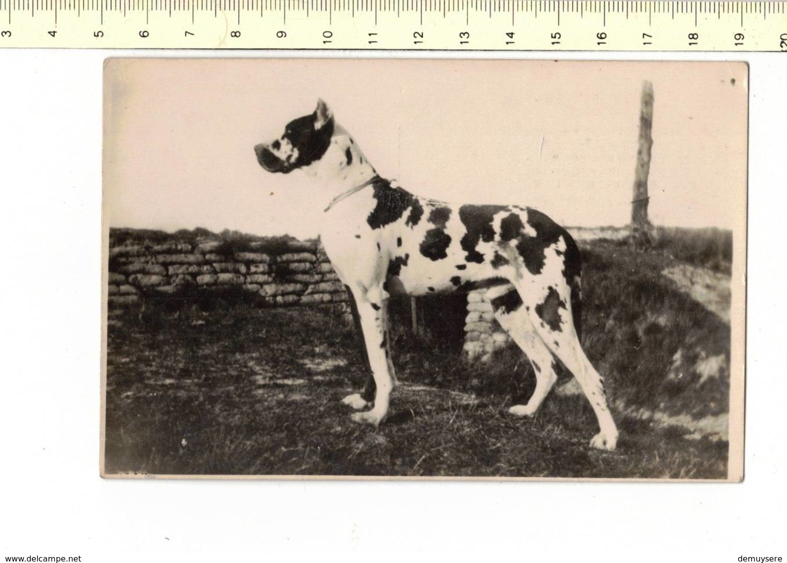 DIEREN 257 - CHIEN - DOG - HOND - L'ETALON ROLF DE CHAVIGNY L.O.S. H 32641 GRAND PRIX - Hunde