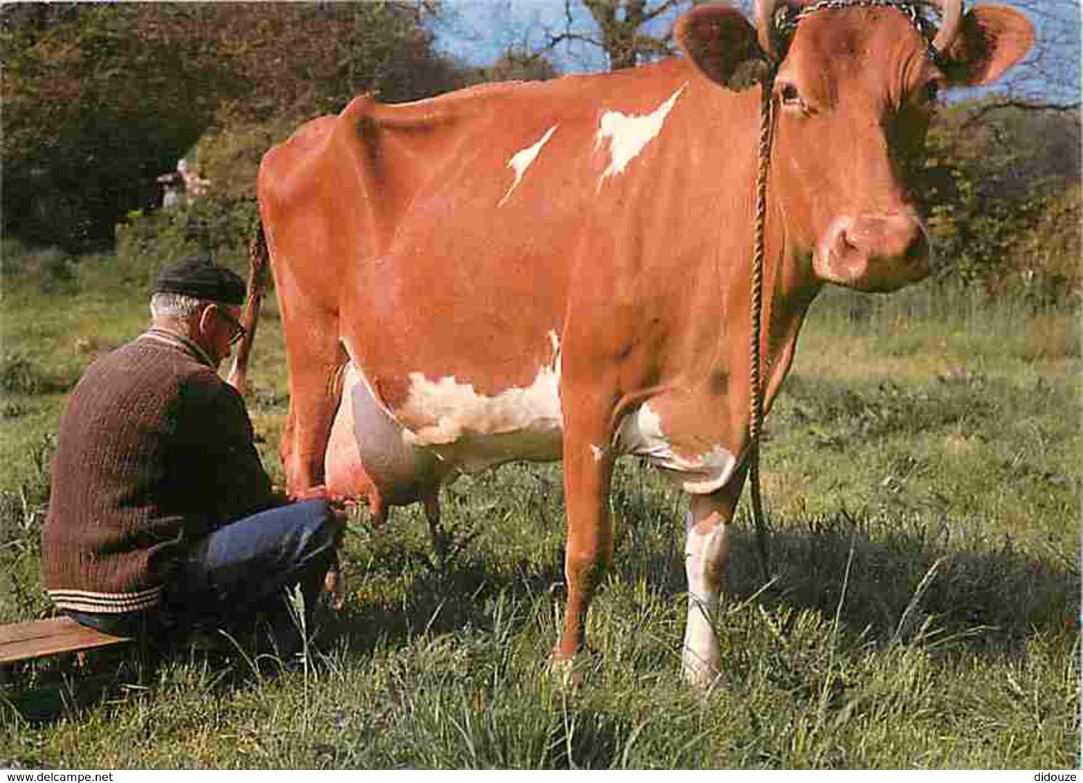 Animaux - Vaches - Traite à La Main - Hand Milking - Sark - Paysans - Carte Neuve - Voir Scans Recto-Verso - Cows