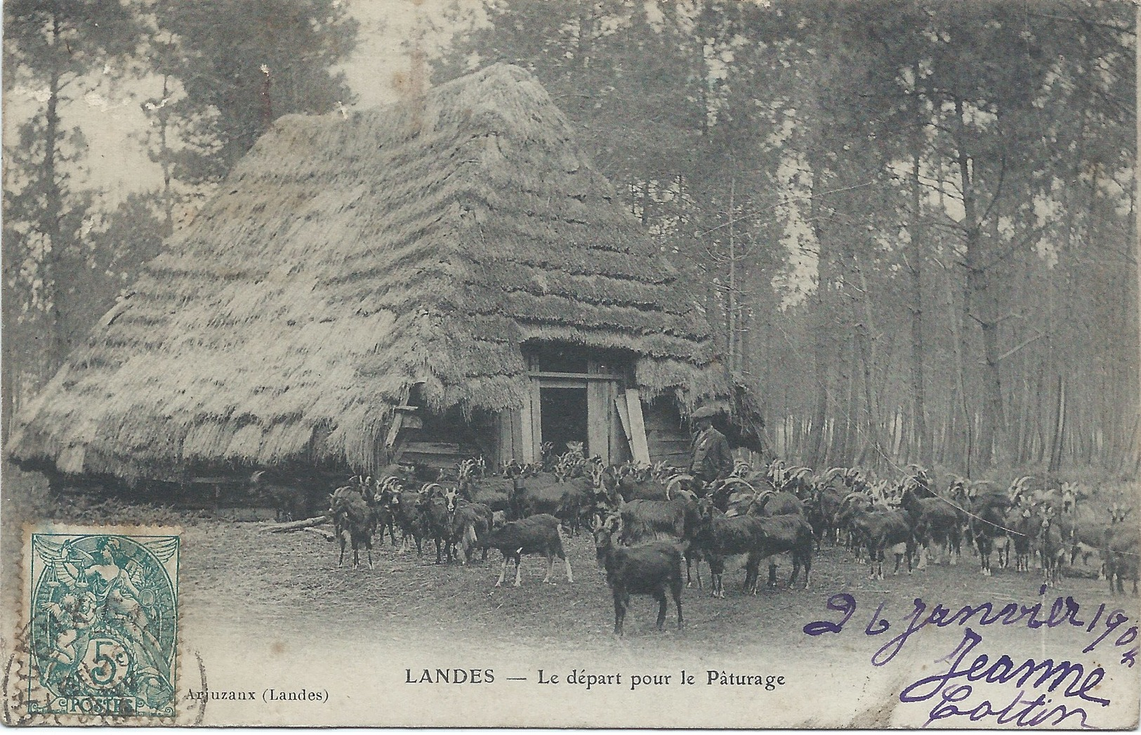 40 - Landes - Arjuzanx - Départ Des Chèvres Pour Le Pâturage - Belle CPA 1900 - Other & Unclassified