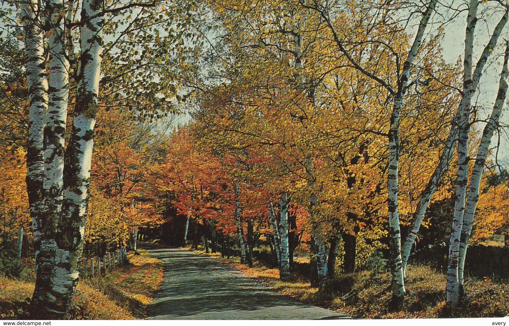 Greetings From Kirkland Lake, Ontario   Fall Foliage - Autres & Non Classés
