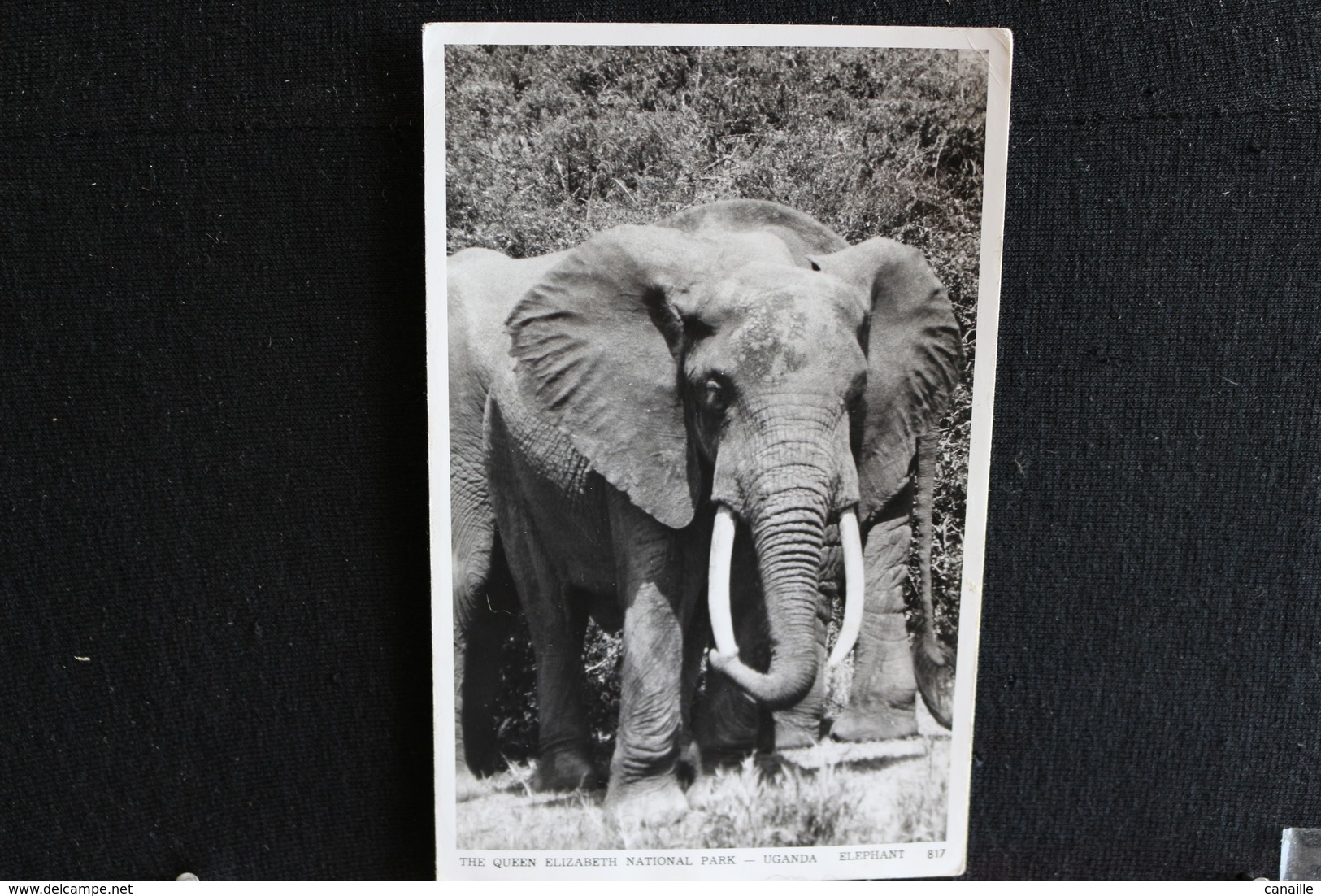 R-34 /  Uganda,  The Queen Elizabeth National Park -  Elephant   /  Circulé 19?.- - Ouganda