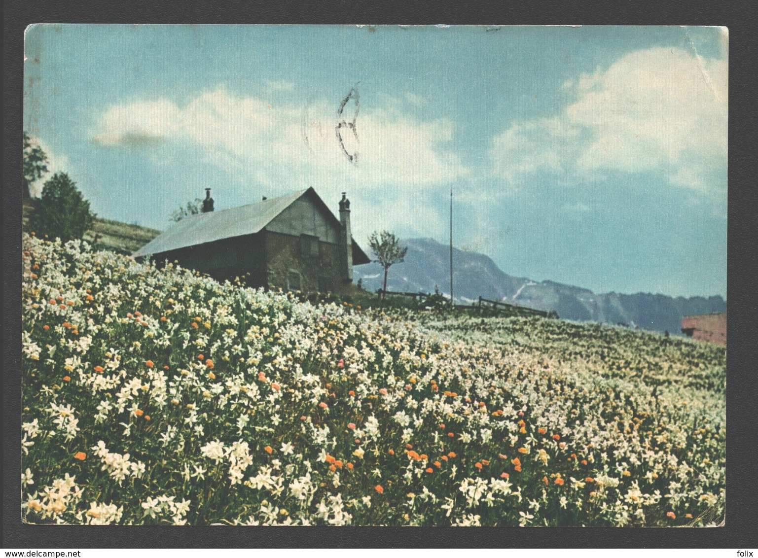 Montreux - Les Avants Sur Montreux - Les Champs De Narcisses, Mi-mai/juin - 1952 - Montreux