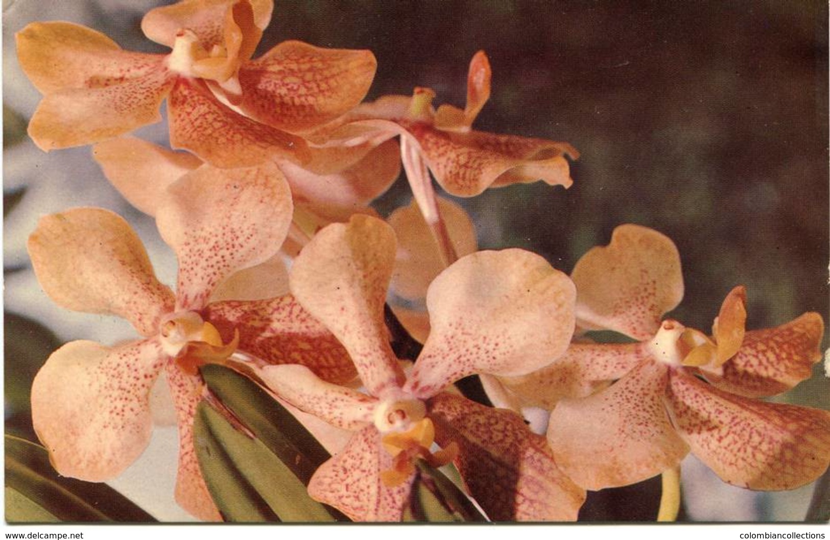 Lote PEP1065, Colombia, Postal, Postcard, Orquideas, 809 Orchid - Colombia