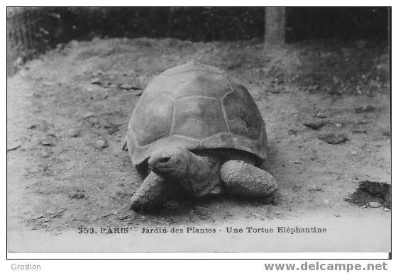 UNE TORTUE ELEPHANTINE 353 PARIS JARDIN DES PLANTES - Schildpadden