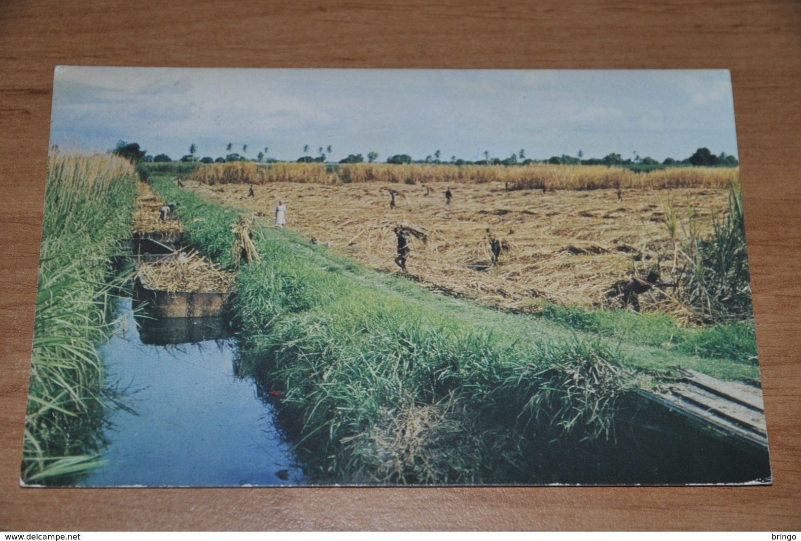 5797- TRINIDAD - 1968, CANE CUTTING & LOADING - Trinidad