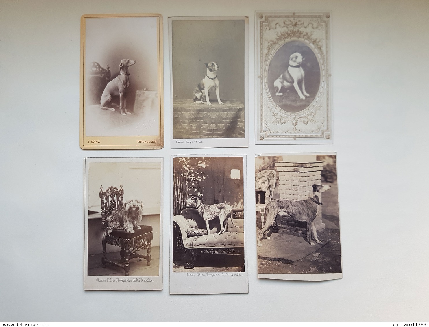 Lot 6 Anciennes Photos De Chien - J. Ganz / Radoult Vaury / Ghemar Freres / Camille Rensch" - Vers 1860 - Anciennes (Av. 1900)