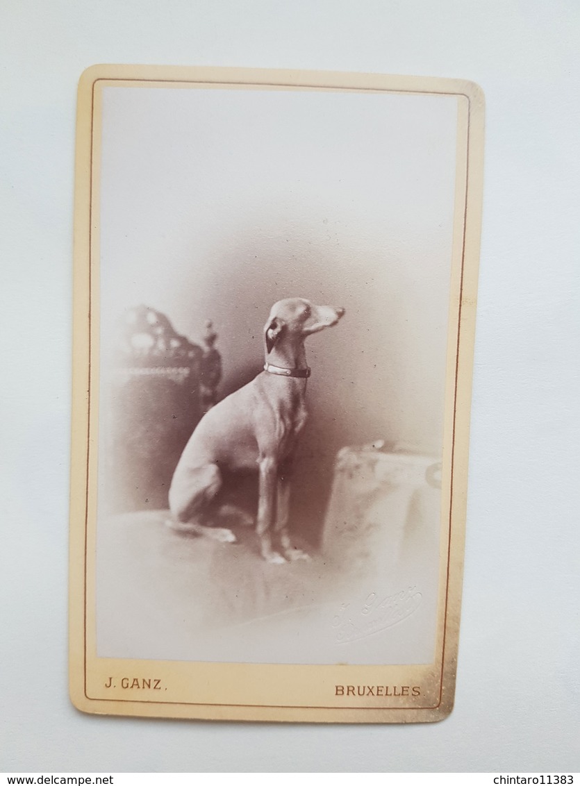 Lot 6 Anciennes Photos De Chien - J. Ganz / Radoult Vaury / Ghemar Freres / Camille Rensch" - Vers 1860 - Anciennes (Av. 1900)