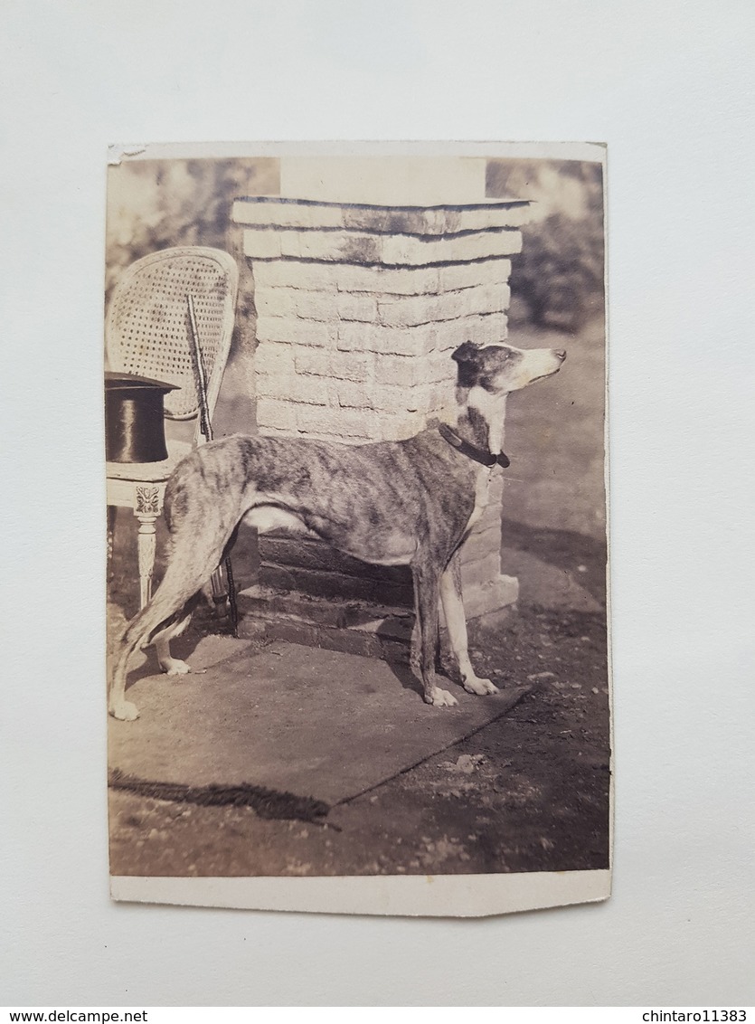 Lot 6 anciennes photos de chien - J. Ganz / Radoult Vaury / Ghemar Freres / Camille Rensch" - Vers 1860