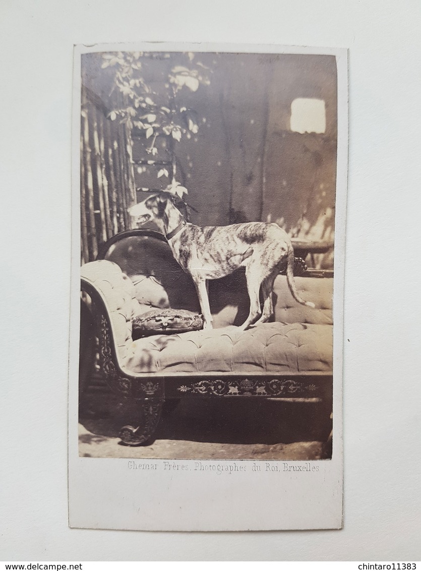 Lot 6 anciennes photos de chien - J. Ganz / Radoult Vaury / Ghemar Freres / Camille Rensch" - Vers 1860