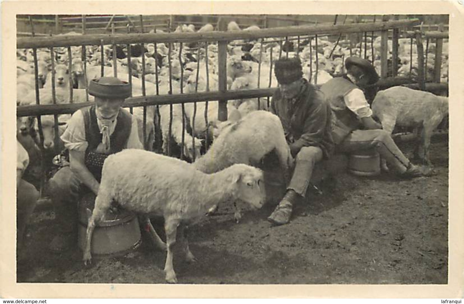 Pays Div -ref N369- Vysoke Tatry - Na Salasi - Traite Des Brebis - Lait /- Etat : Tres Tres Leger Pli Coin Bas Gauche - - Slowakije