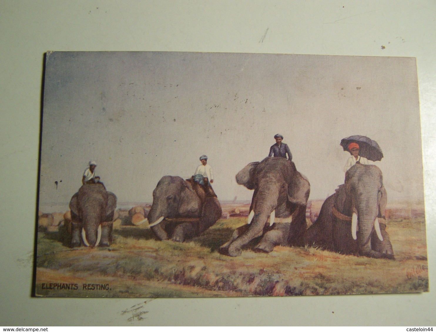 41d  ELEPHANTS RESTING - India