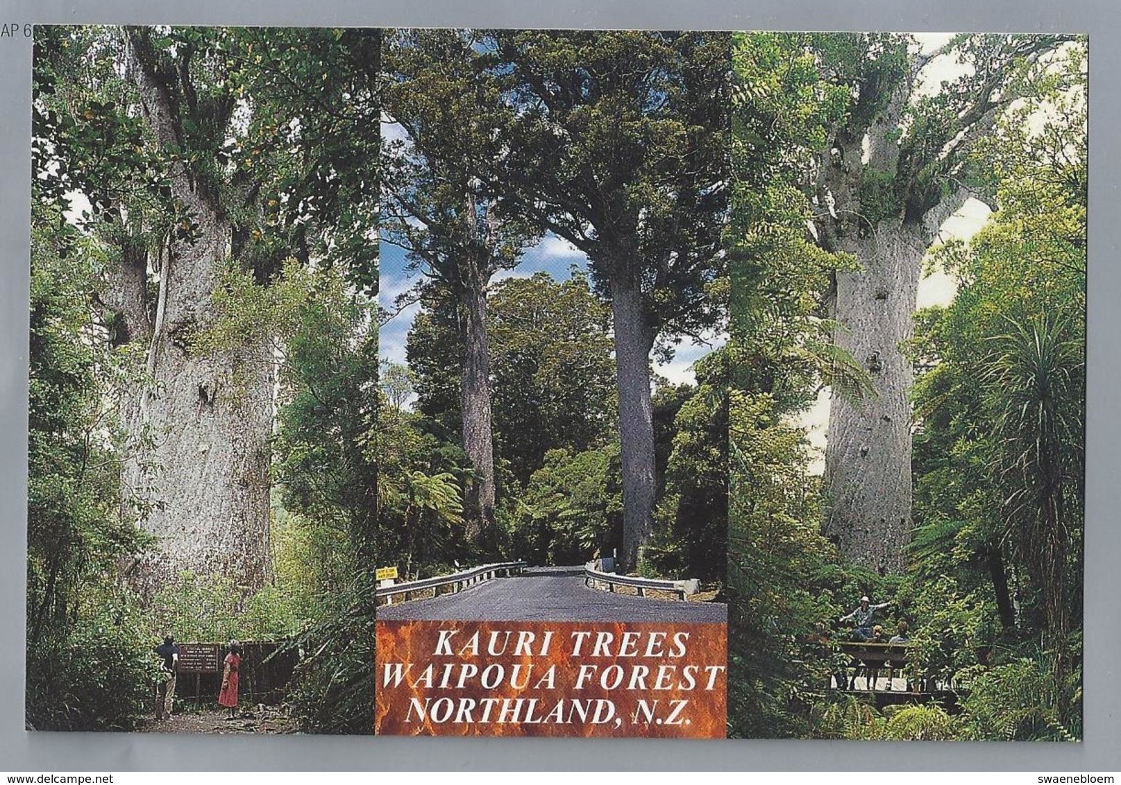 NZ.- KAURI TREES WAIPOUA FOREST NORTHLAND, N.Z.. TE MATUA NGAHERE FATHER OF THE FOREST. - New Zealand