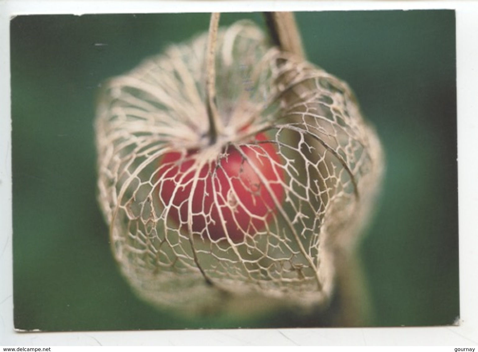 Coqueret Alkékenge, Amour En Cage, Palloncini, Physalis Alkekengi - Plantes Toxiques