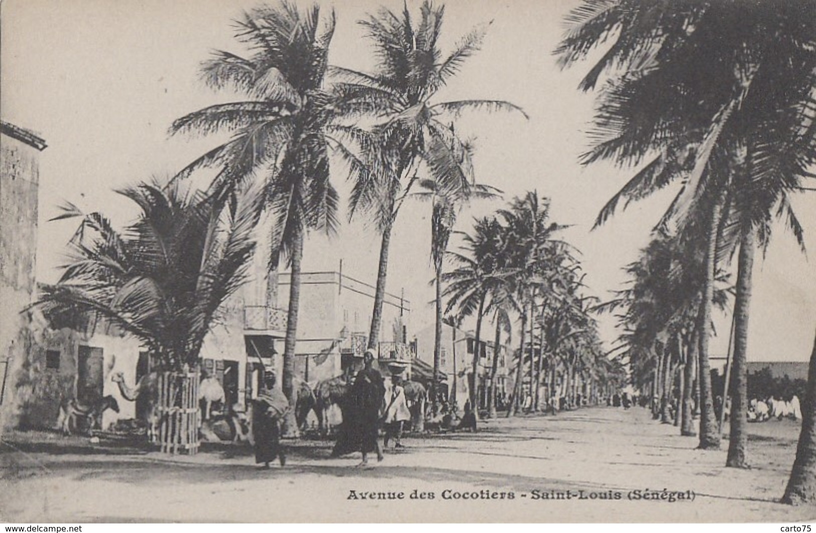 Sénégal - Saint-Louis - Avenue Des Cocotiers - Sénégal