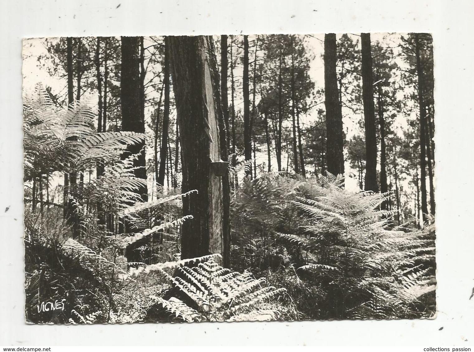 Cp, 40 , Visage Des Landes , Arbre , PINS ET FOUGERES , Voyagée 1957 , Photo Vignes , N° 93 , Photo Bromure - Árboles