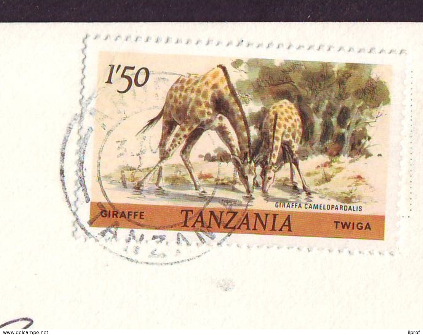 Giraffe  Stamp Tanzania '80  On Postcard - Tanzania (1964-...)