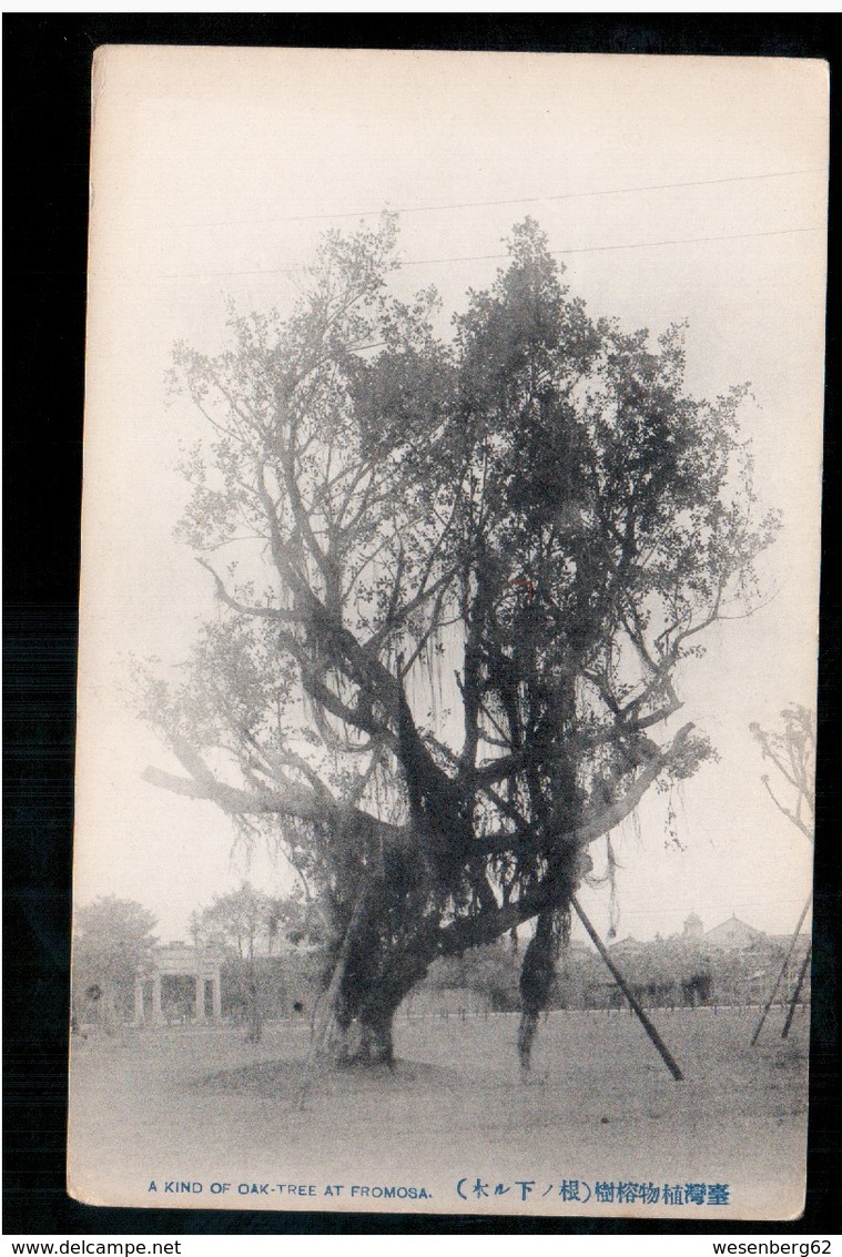 FORMOSA A Kind Of Oak- Tree At Formosa OLD POSTCARD 2 Scans - Formosa