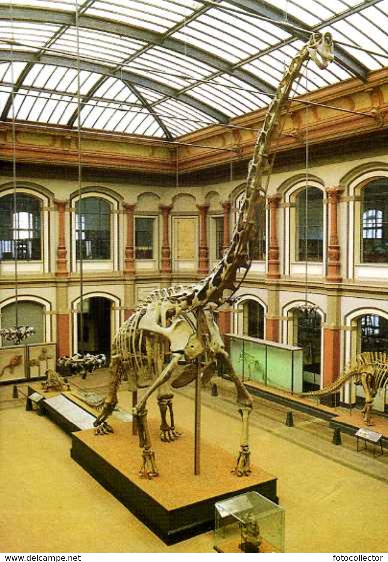 Dinosaure : Squelette De Brachiosaurus Au Museum Der Humboldt Universitat Zu Berlin - Autres & Non Classés