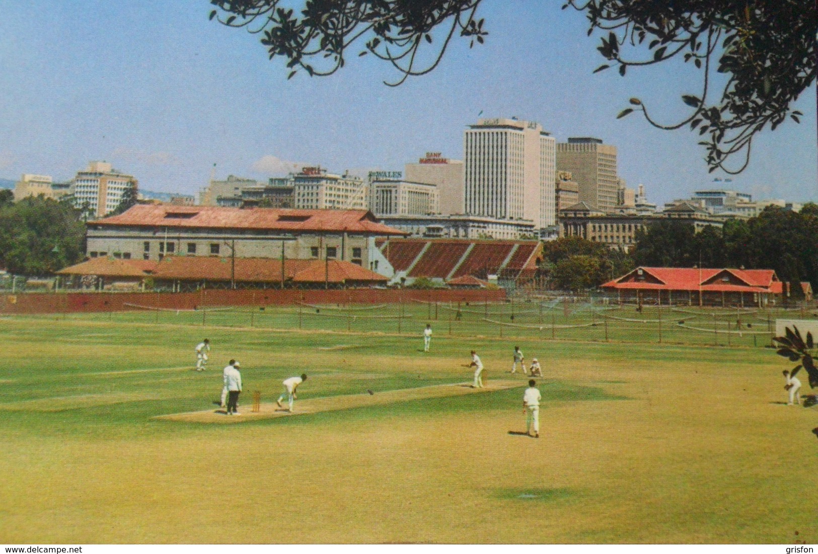 Playing Cricket In Adelaida - Cricket