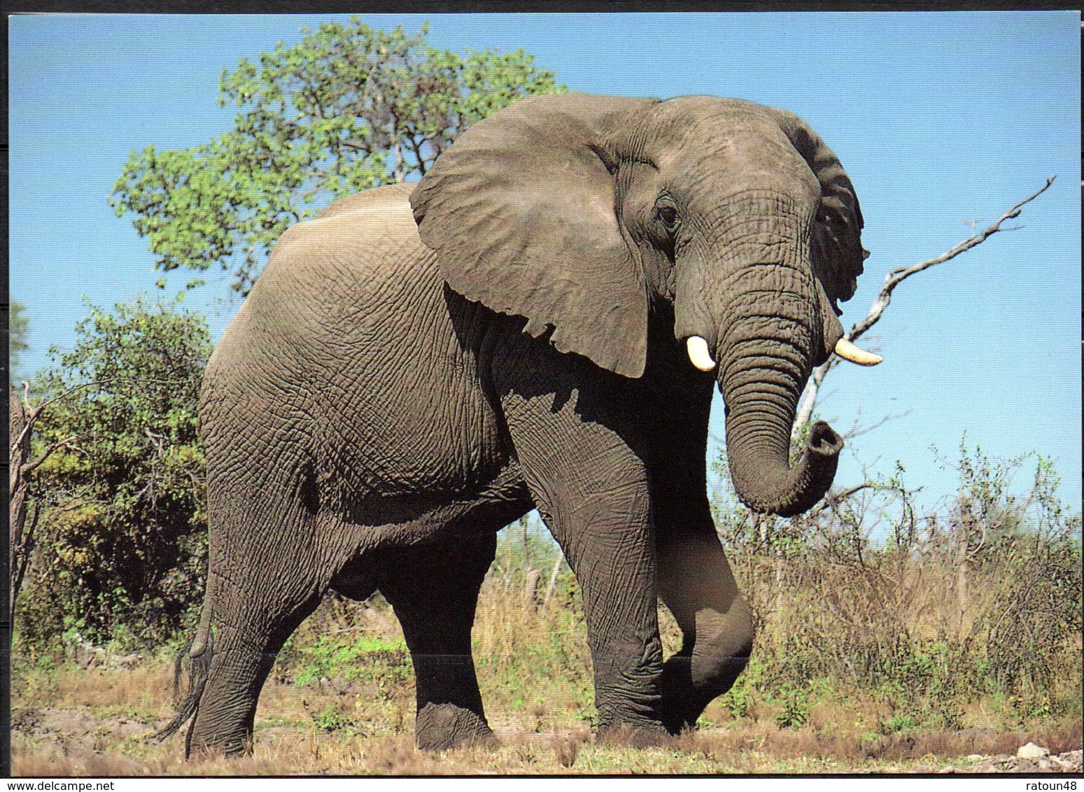 CP -WWF - Eléphant D'Afrique - Éléphants