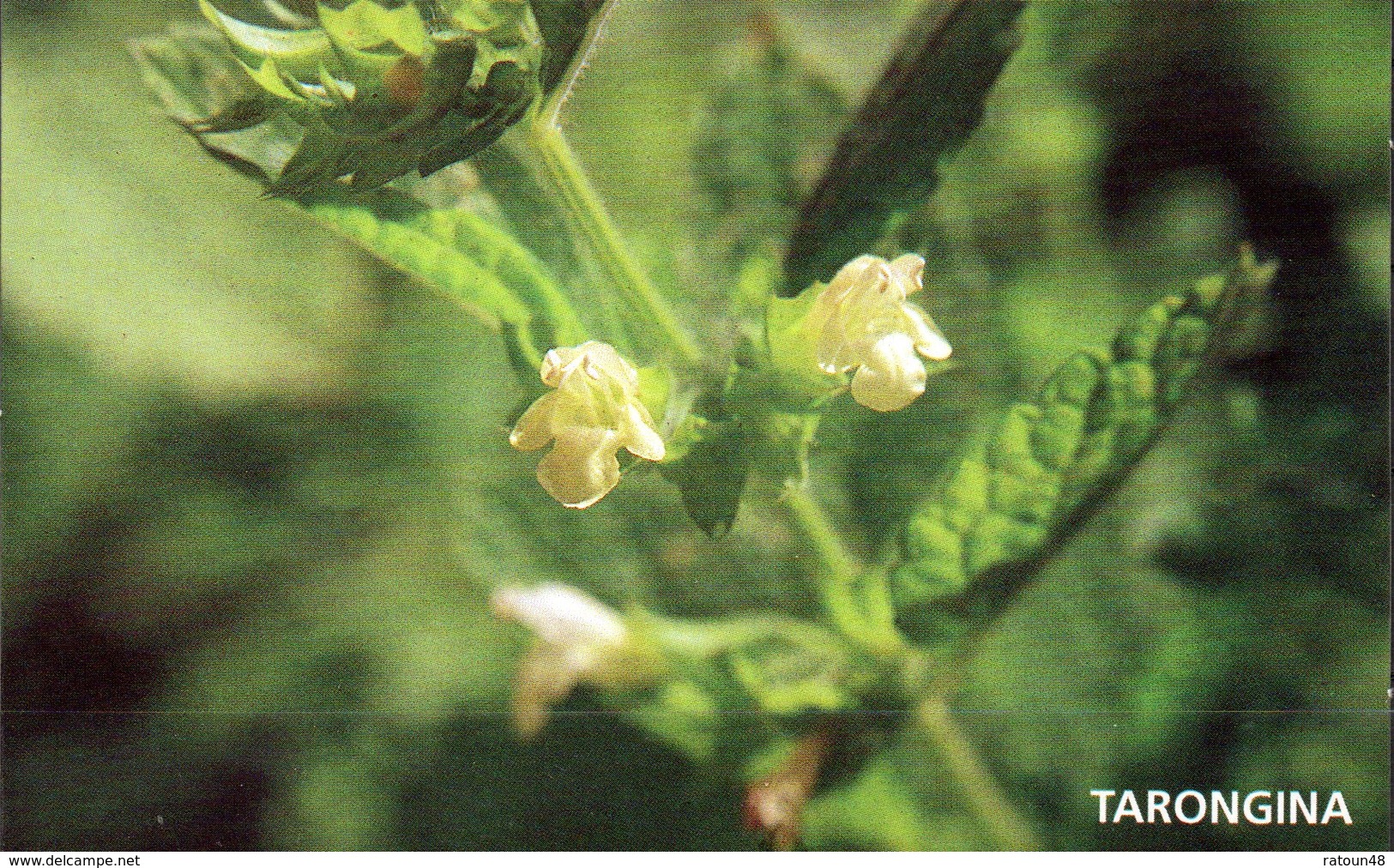 CP -Melisse (Melissa Officinalis L.) - Plantes Médicinales