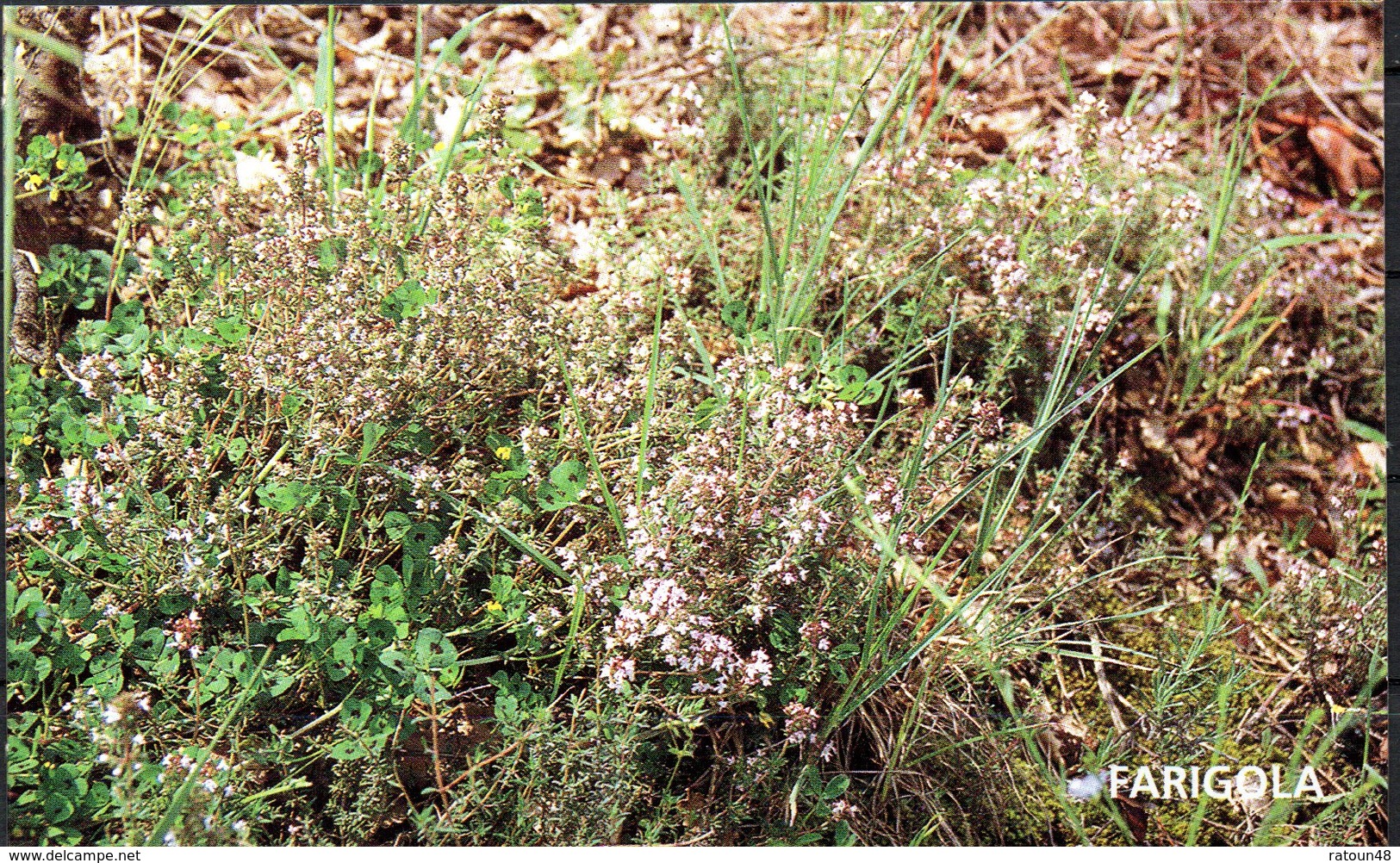 CP -Thym  (Thymus Vulgaris  L.) - Plantes Médicinales