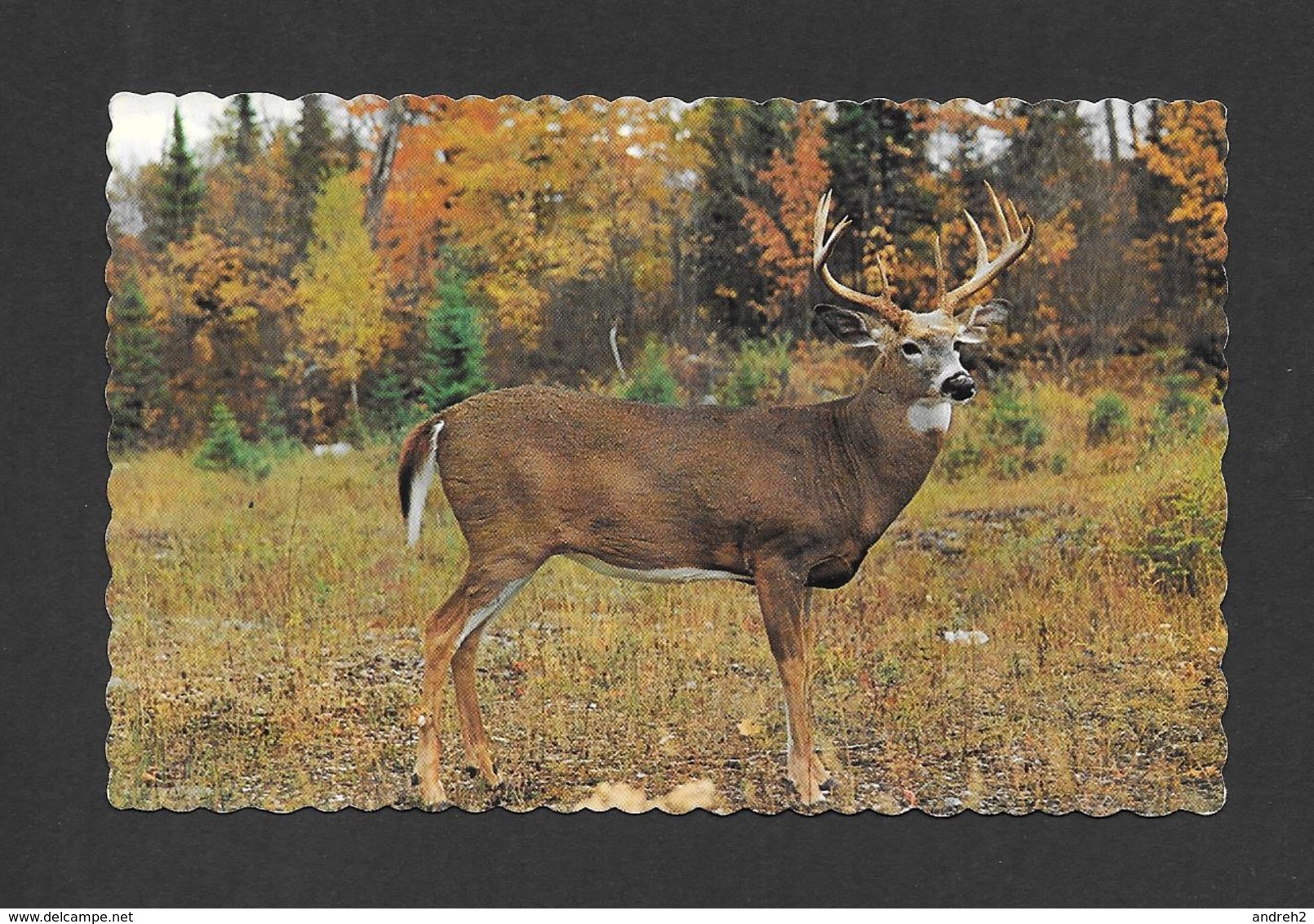 ANIMAUX - ANIMALS - TRÈS BEAU CHEVREUIL MÂLE DANS UN BOIS  À L'AUTOMNE - PRESQU'ILE PROVINCIAL PARK BRIGHTON ONTARIO - Autres & Non Classés