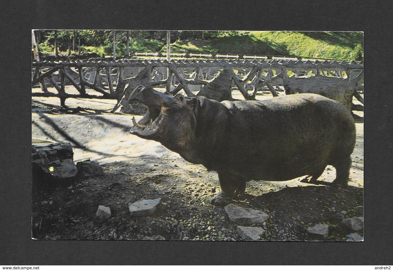 ANIMAUX - ANIMALS - HIPPOPOTAME AU ZOO DE ST FÉLICIEN - PAR LA SOCIÉTÉ ZOOLOGIQUE - Hippopotames