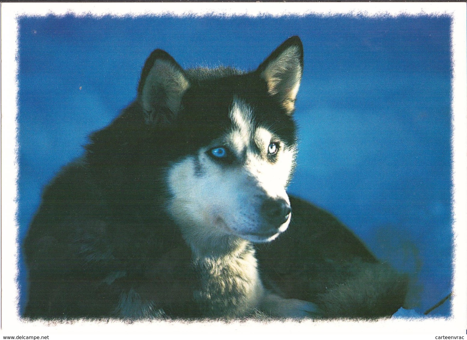 C16 Animaux Chiens Husky - Chiens