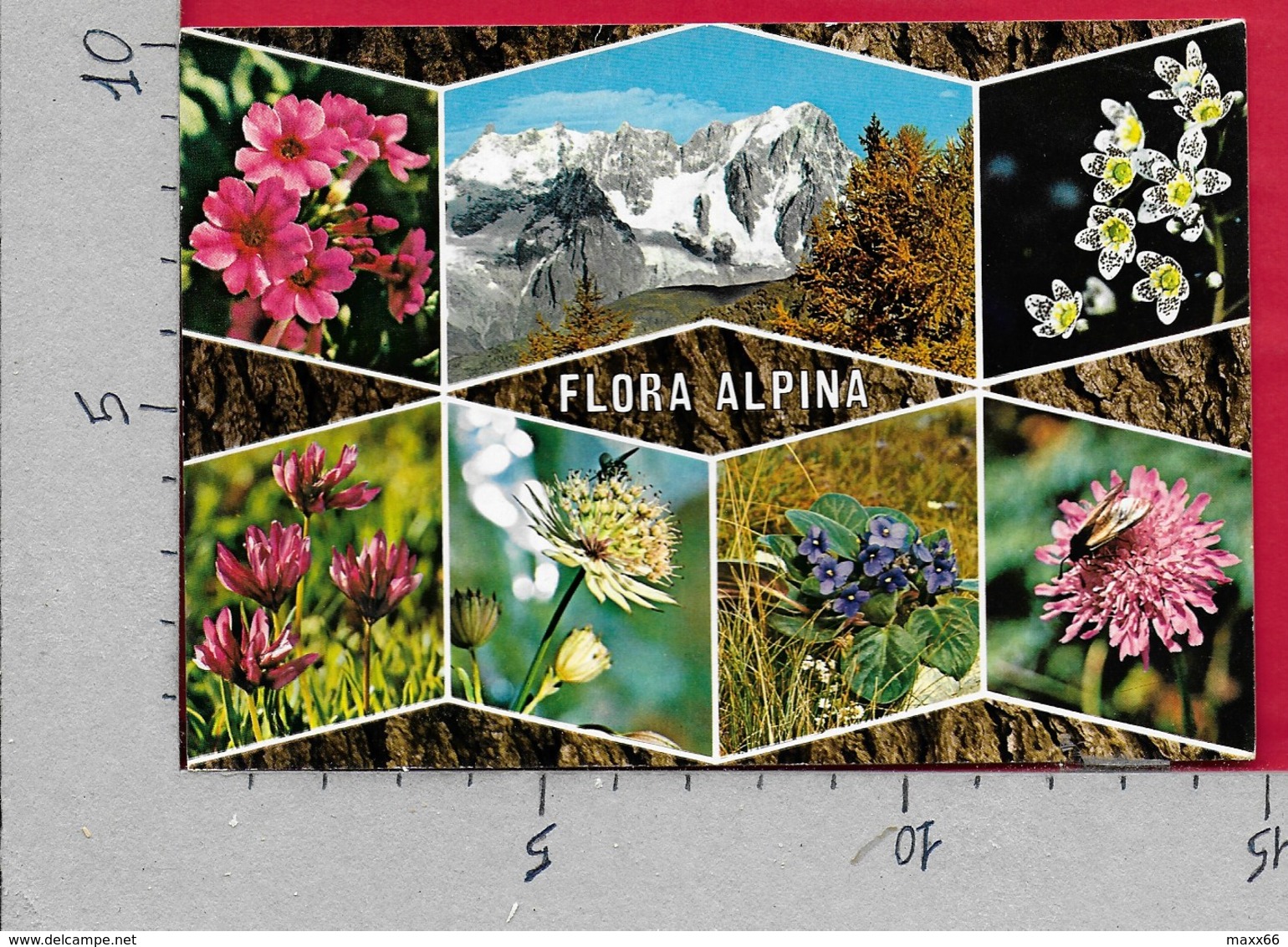 CARTOLINA NV ITALIA - FLORA ALPINA - Vedutine Multivue - GM Milano - 10 X 15 - Fleurs