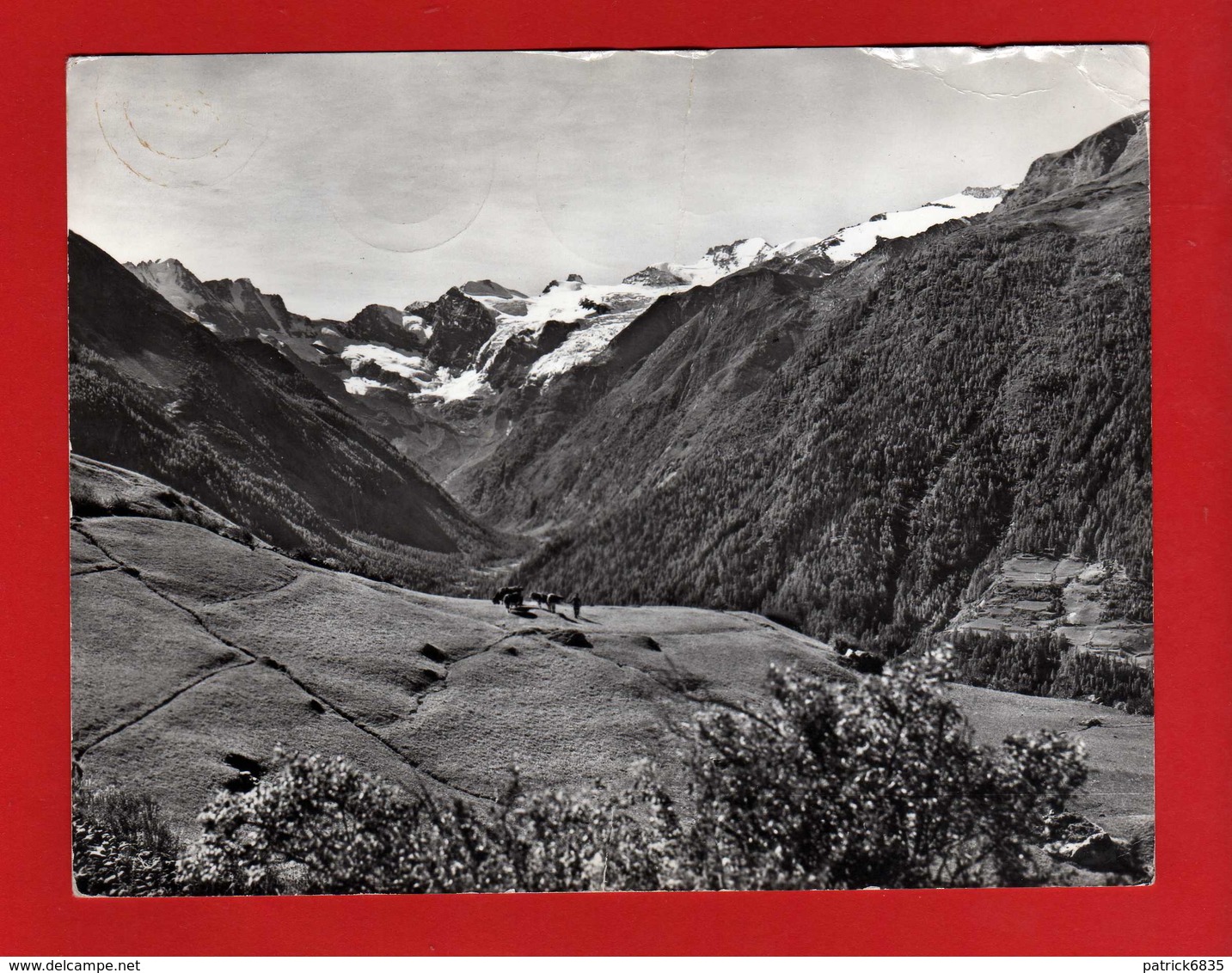 (Riz2) Valle D'Aosta - Cogne - MONTAGNE- MUCCHE Al PASCOLO-. VIAGGIATA 1964. Vedi Descrizione - Altri & Non Classificati