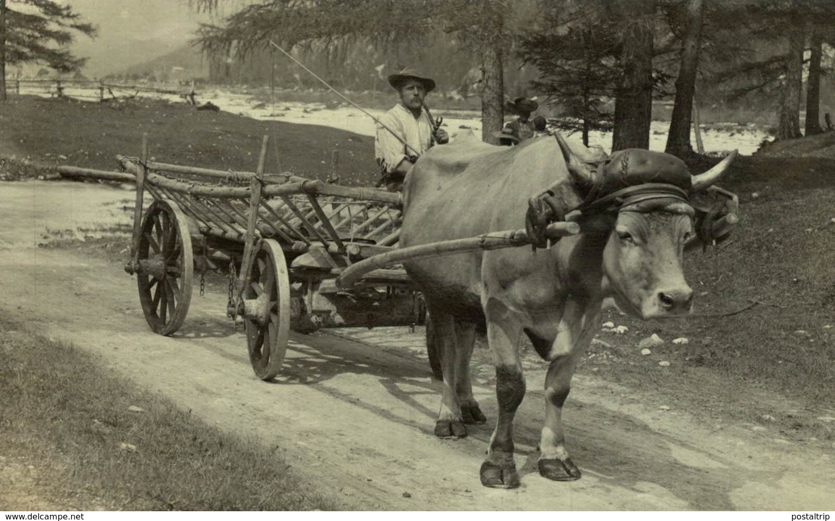 MITTENWALD A J BULLOCK CARTS  CARRI A BUOI    OX CART  BULLOCK TEAM - Mittenwald