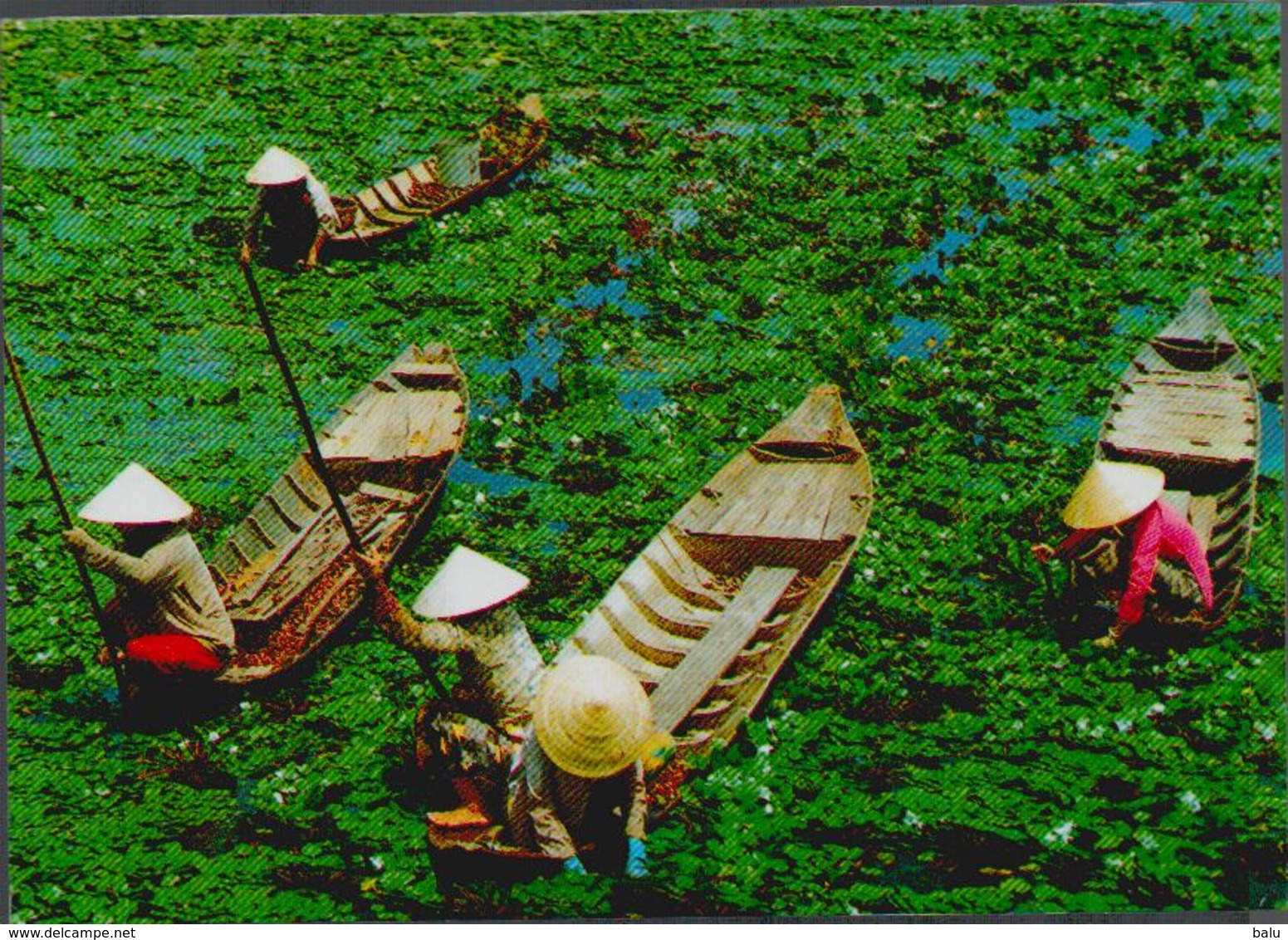 AK Viet Nam, Reaping Of Water Caltrops,  2012 Postalisch Gelaufen Nach Düsseldorf, 2 Scans, 14,4 X 10,4 Cm, Vietnam - Vietnam