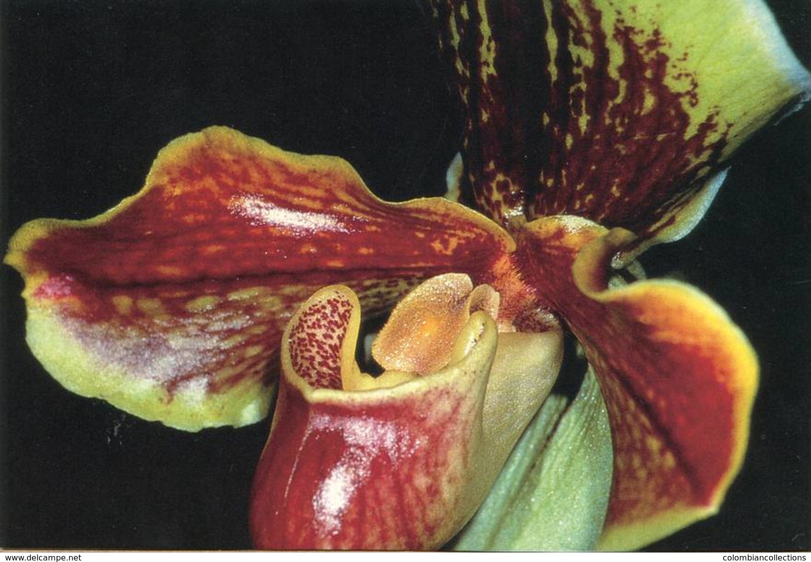 Lote PEP1071, Alemania,1998, Postal, Postcard, Orchid, Not Perfect Card, Orquidea, Paphiopedilum Hybride - Otros & Sin Clasificación