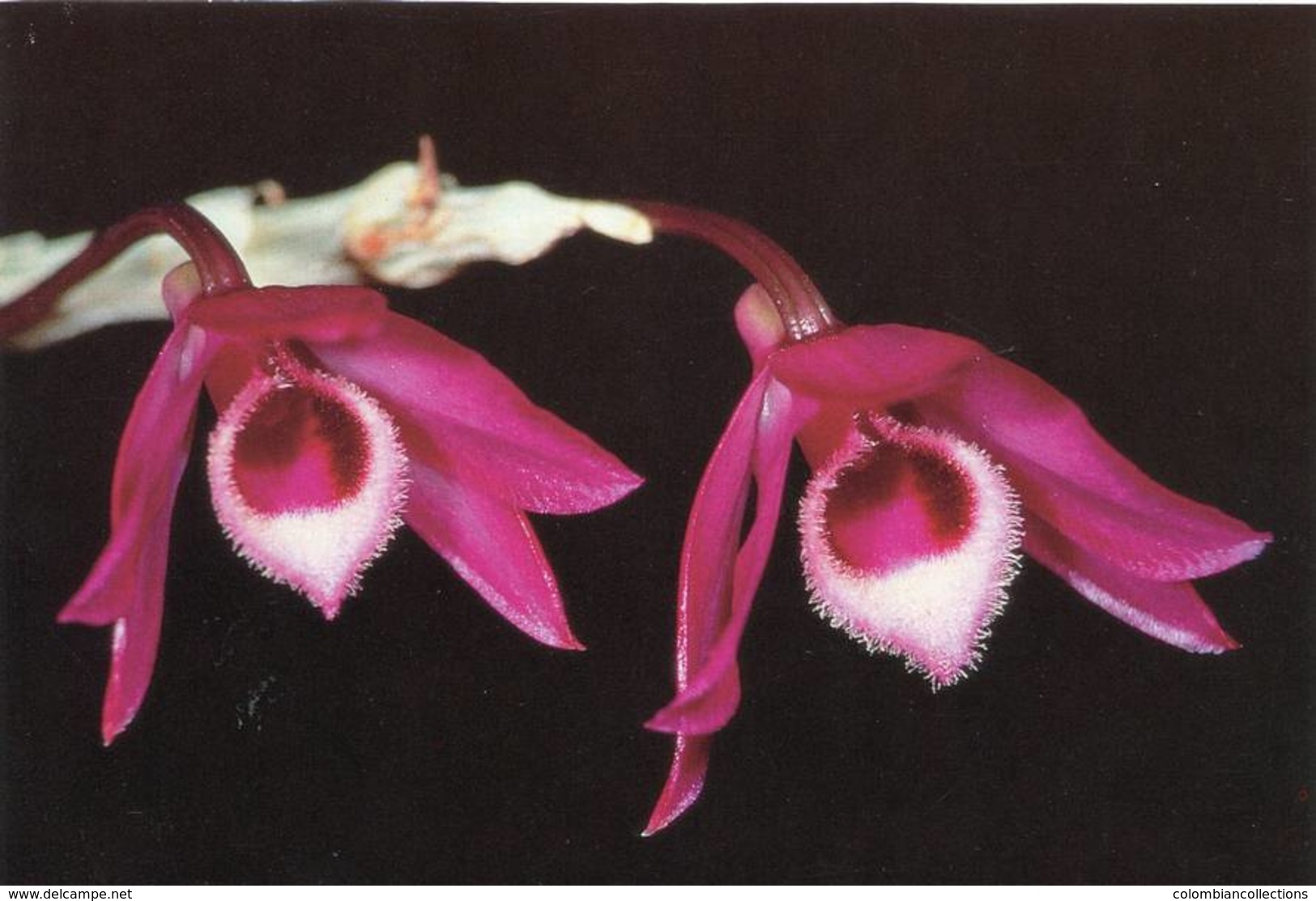 Lote PEP1073, Alemania,1998, Postal, Postcard, Orchid, Not Perfect Card, Orquidea, Dendrobium Parishi - Otros & Sin Clasificación