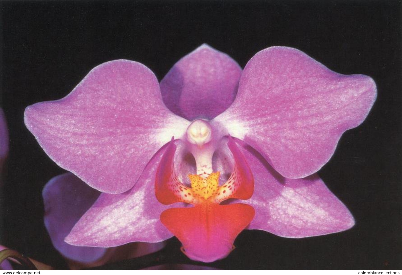 Lote PEP1081, Alemania,1998, Postal, Postcard, Orchid, Not Perfect Card, Orquidea, Phalaenopsis Hybride, 4 - Otros & Sin Clasificación