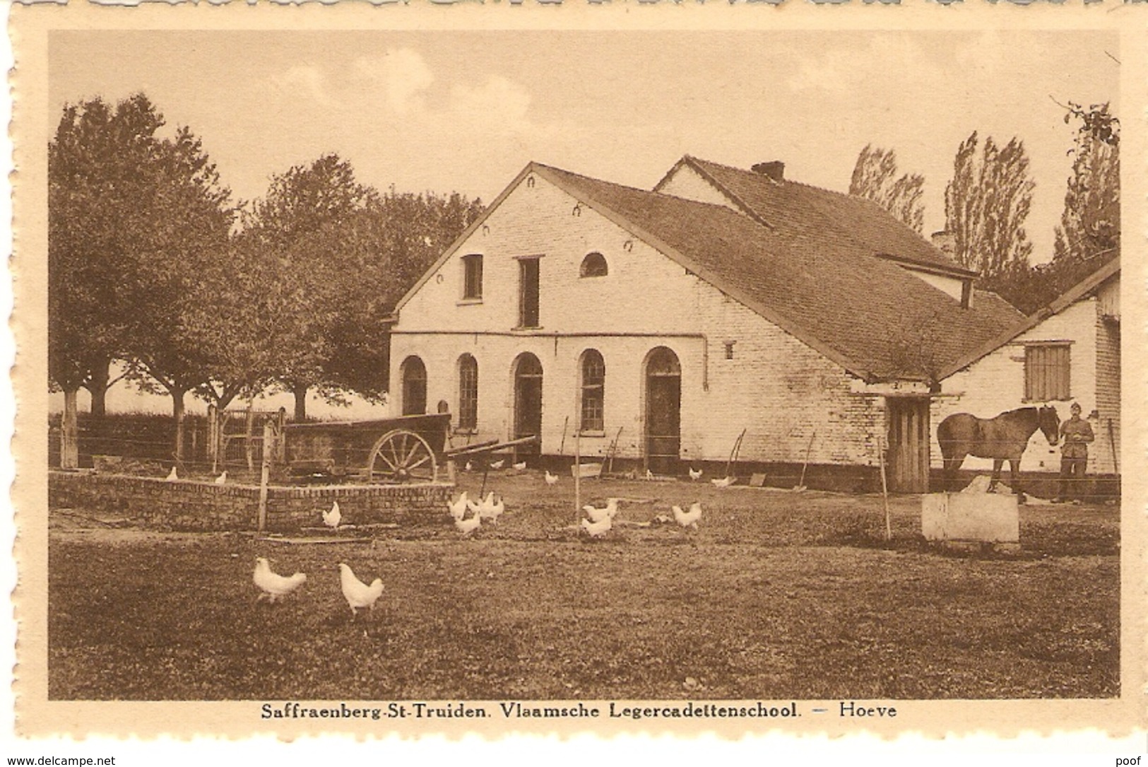 Sint-Truiden / St. Trond : Saffraenberg --- Vlaamsche Legercadettenschool --- Hoeve ( Kippen , Paard,) - Sint-Truiden