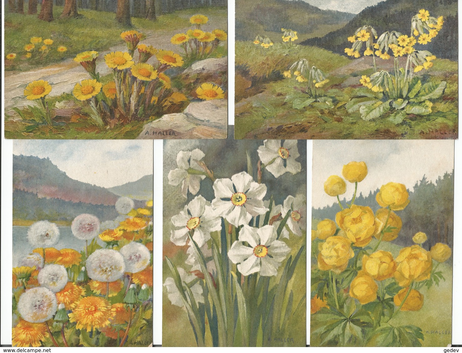 Haller A, Fleurs Sauvages, 12 Cartes  (12x 301) - Haller, A.