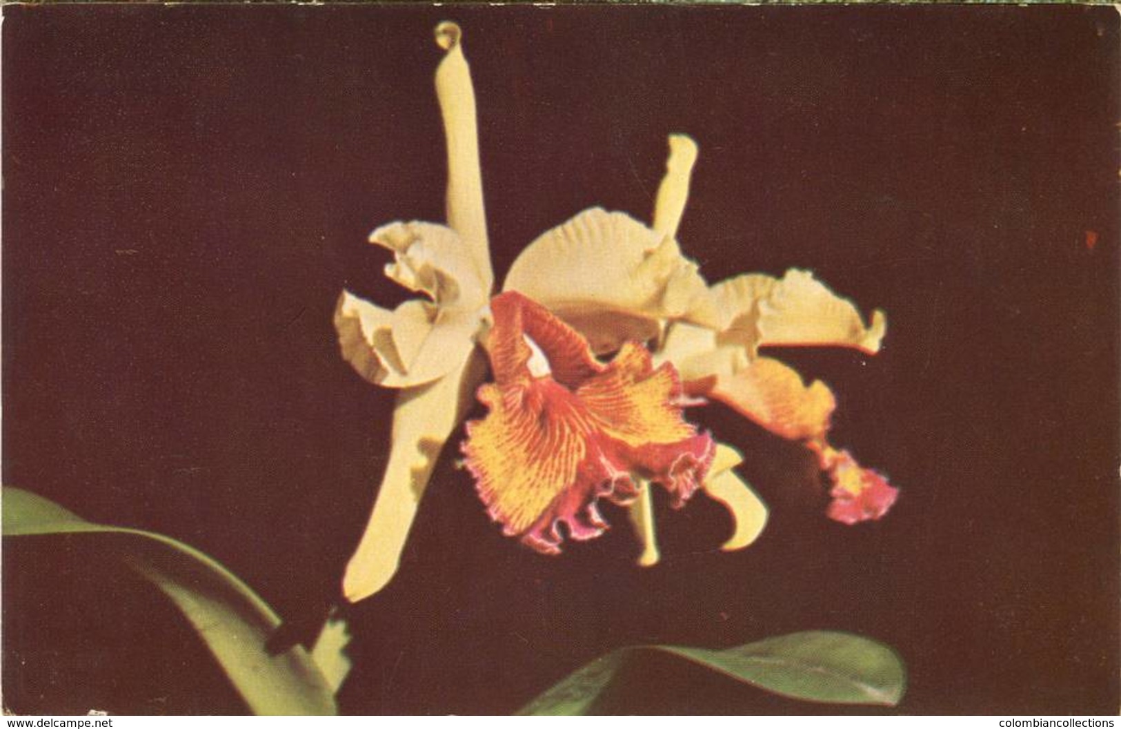 Lote PEP1088, Colombia,  Postal, Postcard, Orchid, Not Perfect Card, Orquidea, El Ranchito, Cattleya Aurea, 1 - Colombia